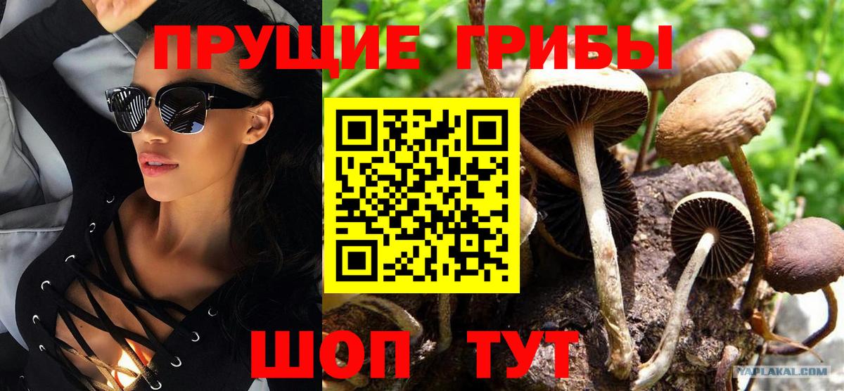 Галлюциногенные грибы Cubensis Кострома